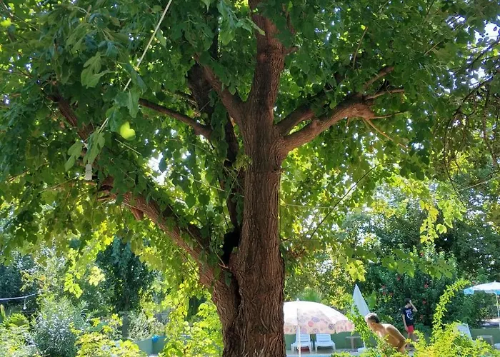 Fire מלון Çıralı